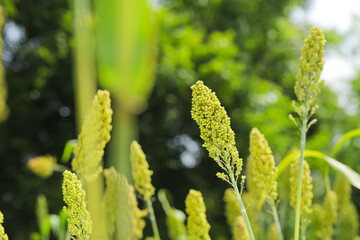 jowar grain or sorghum crop farm over blue sky background