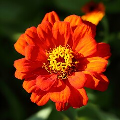 Zinnia flower.