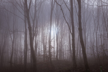 Foggy Mysterious Forest