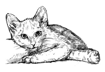 drawing of the white cat hand draw
