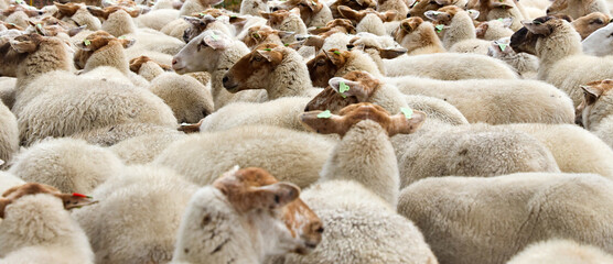 sheep herd at Overasseltse en Hatertse Vennen  Netherlands, close to Nijmegen