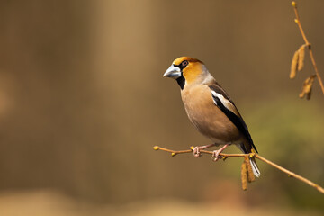 Colourful hawfinch, coccothraustes coccothraustes sitting on the hazel tree in springtime. Big songbird resting and enjoying the sunlight. Finch with massive beak perched on the blooming twig.