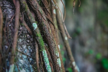 Close up of tropical tree trunk with ivy roots, Palenque, Chiapas, Mexico