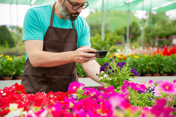 Cropped view of male gardener shooting potted plants on mobile phone. Caucasian bearded man wearing blue shirt and apron in greenhouse. Commercial gardening activity and digital technology concept