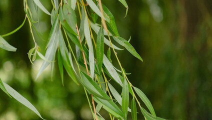 green leaf background