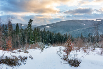 snow covered trees