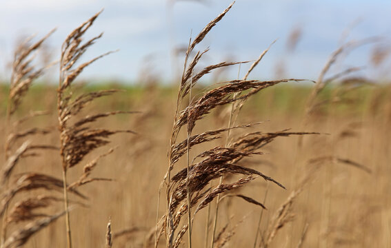 Close Up Of Reeds In Norfolk England