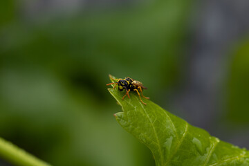 fly on leaf