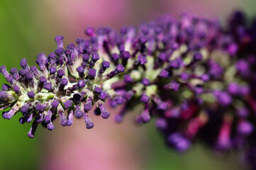 purple butterfly bush, buddleja 