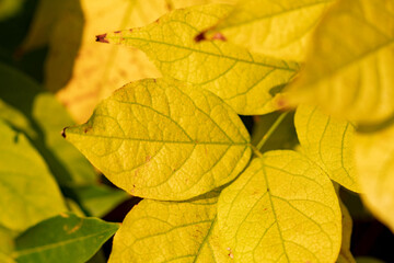 Obraz premium autumn leaves background