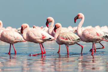 Close up of beautiful African flamingos that are standing in still water with reflection.