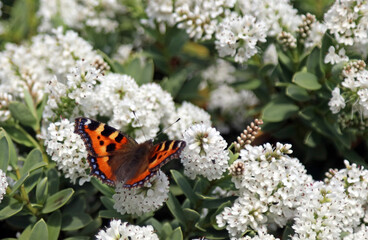 Small Tortoiseshell butterfly, Derbyshire England