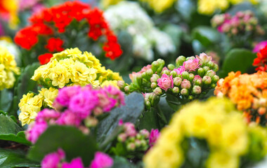 Background of fresh flowers. Houseplant. Selling flowers in the store