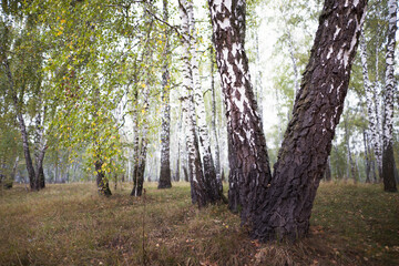 Fototapeta premium birch grove in summer, sometimes white-trunked slender beautiful trees