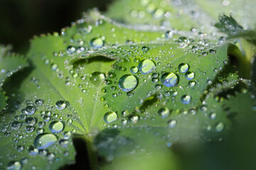 raindrops on leaf