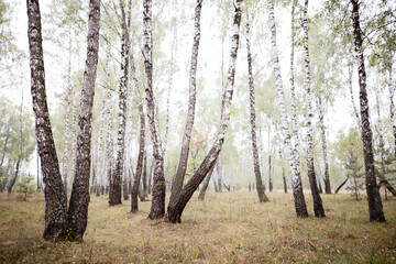 birch grove in summer, sometimes white-trunked slender beautiful trees