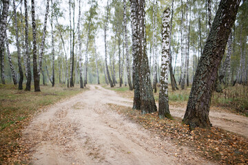 birch grove in summer, sometimes white-trunked slender beautiful trees