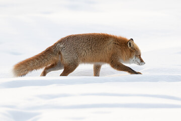 キタキツネ 冬 雪の中 北海道