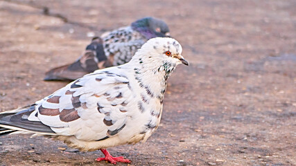 portrait of a white street pigeon. blurred background. color