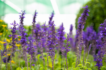 Obraz premium Beautiful lavender flowers growing in greenhouse. Pretty violet floral plants in conservatory or hothouse. Selective focus. Commercial gardening and summer greenery concept