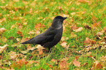 Black bird