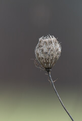 dried up weed on a field