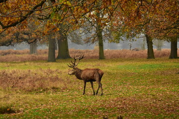 deer in autumn