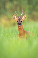 Alert roe deer, capreolus capreolus, buck looking into camera from front view on a meadow in summer. Vertical composition of attentive male mammal with antlers watching with interest in green grass.