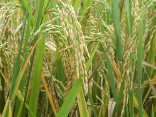 Ear of rice in rice or paddy field. Concept of prosperity. 