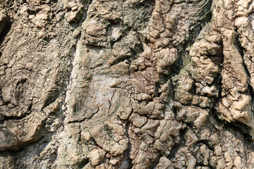 tree bark, early spring during a forest hike near Nijmegen Netherlands
