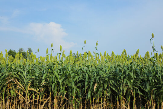 jowar grain or sorghum crop farm over blue sky background