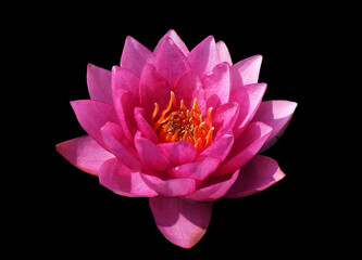Lotus flower. Beautiful water lily close-up of pink and lilac color. On a black background. Isolated. - 397017763