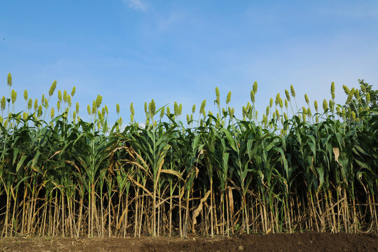 jowar grain or sorghum crop farm over blue sky background