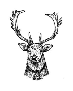 Sketch of the reindeer head