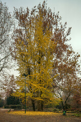 Fototapeta premium Naturally yellow - Autumn colors in Milan