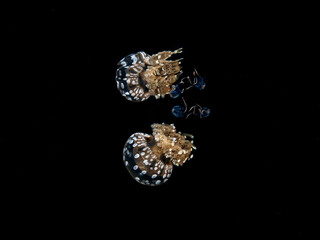 A white-spotted lagoon sea jelly close to the sea surface. The mirror effect at the surface shows the sea jelly's reflection.