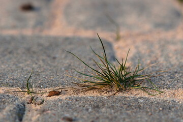 grass in the pavement