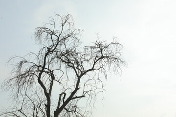 Fototapeta na wymiar Branch of dead tree on sky background