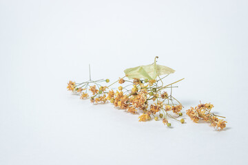 Dried linden tree on a white background. A bunch of dried linden. Healing herbs.