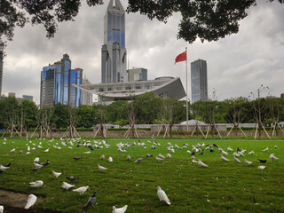 Doves on the grass near JW Marriott Hotel Shanghai at Tomorrow Square. Skyscrapers. China. Asia