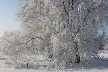 snow frost crystals on white trees in the forest of Siberia in winter in the climate of Russia