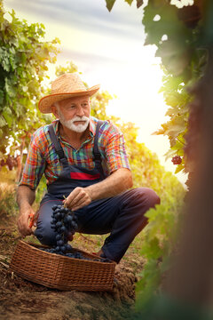 Farmer harvesting the grapes in a vineyard