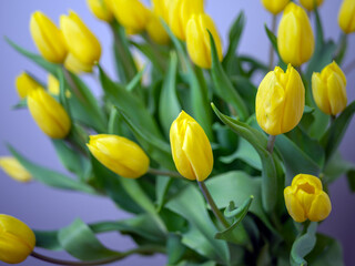 Fototapeta premium Bouquet of yellow tulips