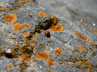 coccinelle on the rock