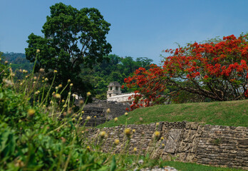 Fototapeta na wymiar Maya temple ruins with palace and observation tower surrounded by blossoms, Palanque, Chiapas, Mexico