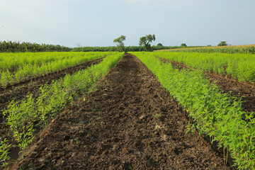 Green pigeon pea field in india