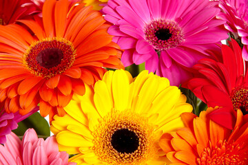 gerberas