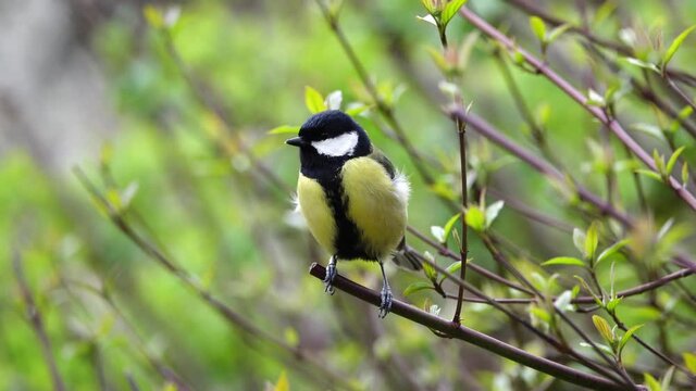 A great tit standing on a newly sprouting branch in spring, parus major