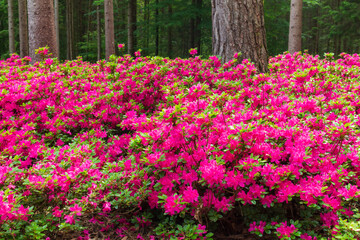 Beautiful pink flowers in a wild forest
