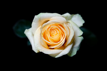 Gorgeous cream rose in the dark